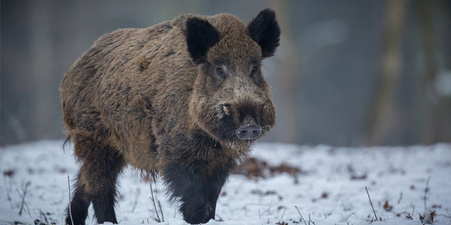 17. Januar - Tag des Schweins und des Magens in Lettland