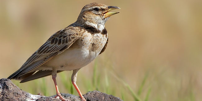 17. März: Der Tag der Lerchen in Lettland