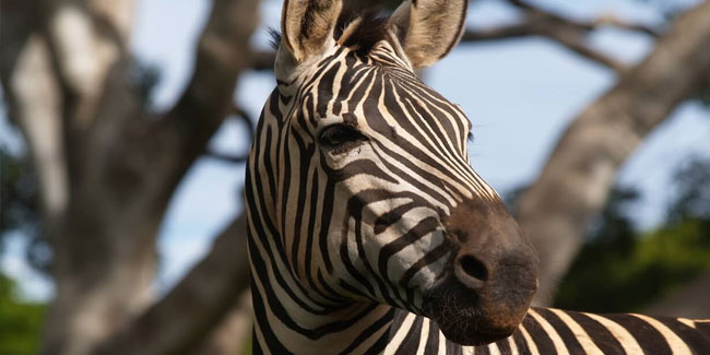 31. Januar - Internationaler Zebra-Tag