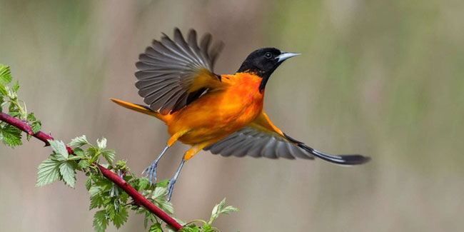 4. Mai: Tag der Vögel in den Vereinigten Staaten