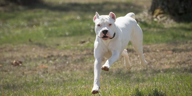 2. Juni: Nationaler Tag des Hundes in Argentinien