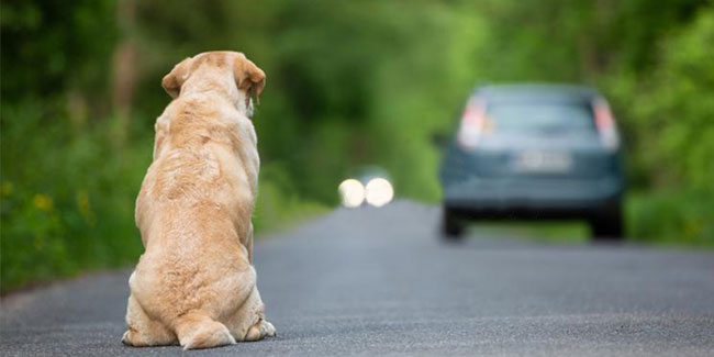 27. Juni: Welttag gegen das Aussetzen von Haustieren