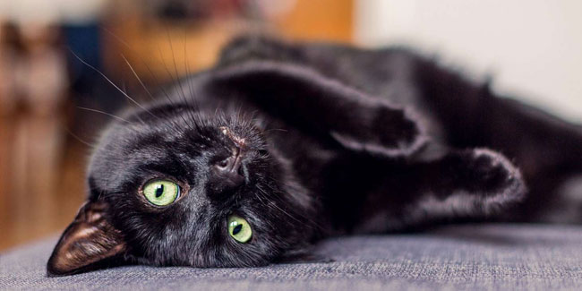 17. August - Internationaler Tag der schwarzen Katze