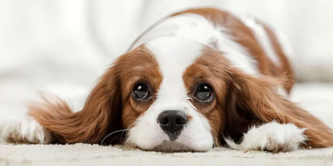 26. August: Internationaler Tag des Hundes