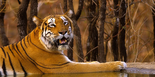 15. Oktober: Tiger-Tag