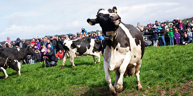 21. April - Der Tag der tanzenden Kuh in Dänemark
