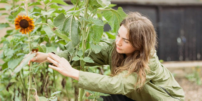 1. Mai: Internationaler Sonnenblumen-Guerilla-Gärtnertag