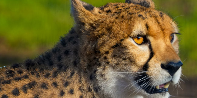 4. Dezember: Internationaler Geparden-Tag