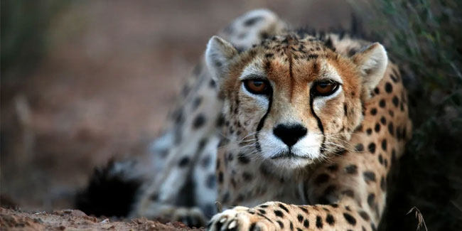 30. August: Nationaler Gepardentag im Iran