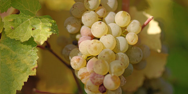 13. März: Welt-Riesling-Tag