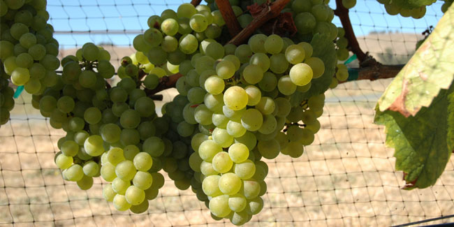 21. Mai: Internationaler Chardonnay-Tag