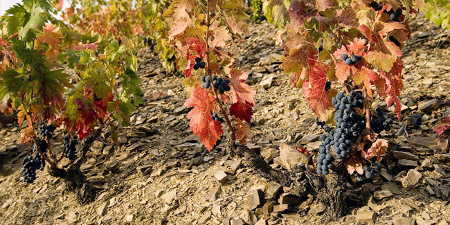 29. Oktober: Internationaler Carignan-Tag