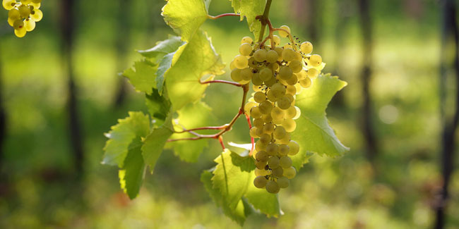 1. Februar: Internationaler Tag der Furmint