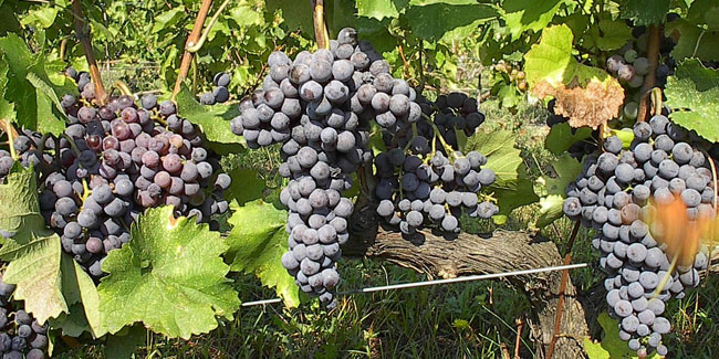 Nationaler Weintag in Moldawien - Internationaler Xinomavro-Tag