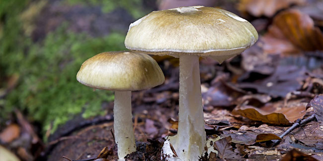 28. September - Europäischer Tag des Pilzes