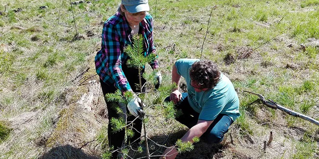 14. Mai: Allrussischer Tag der Waldbepflanzung