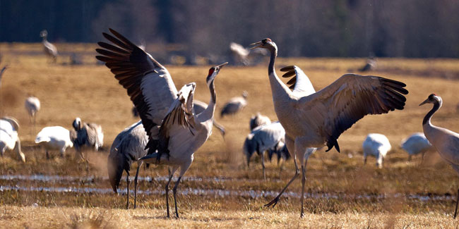 25. März: Kranichtag in Schweden