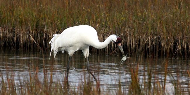 18. Mai: Tag des Schreikranichs