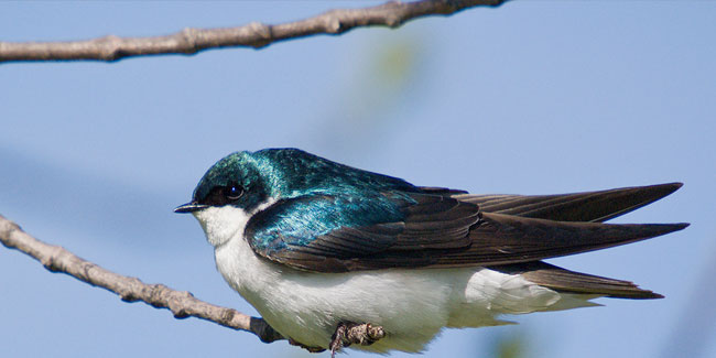 1. Mai: Frühlingsdekade der Vogelbeobachtung