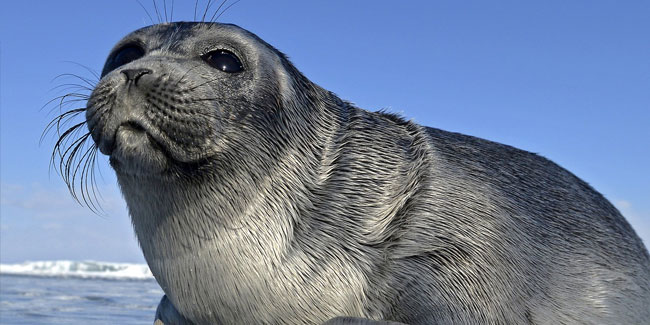 25. Mai: Nerpyonka-Tag: Der Tag der Robbe in Sibirien