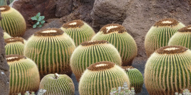 Golden-Spike-Tag - Nationaler Kaktustag in den USA