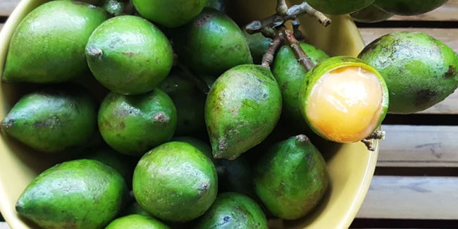 17. September: Internationaler Guinep-Tag