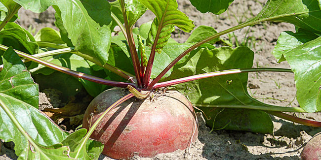 3. August: Tag der Rüben in Spanien