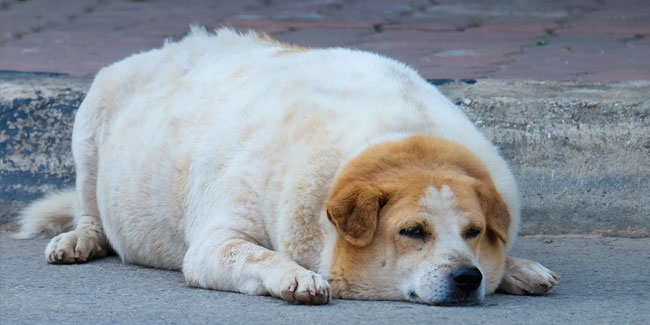14. Oktober: Nationaler Tag zur Aufklärung über Fettleibigkeit bei Haustieren in den USA