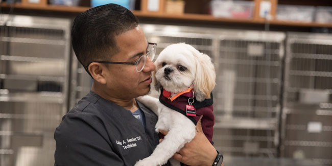 23. September - Nationale Woche zur Sensibilisierung für gehörlose Haustiere in den USA