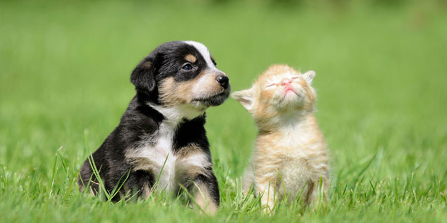 13. September - Tag des Bewusstseins für Geburtsfehler bei Haustieren