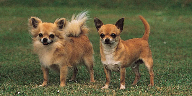 14. Mai - Internationaler Tag der Wertschätzung des Chihuahuas