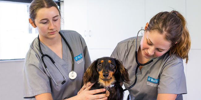 Dominion-Tag - Woche der Sensibilisierung für Tierarzthelfer in Neuseeland