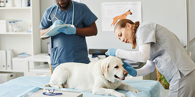 9. Oktober: Internationaler Tag der Tierarzthelferin