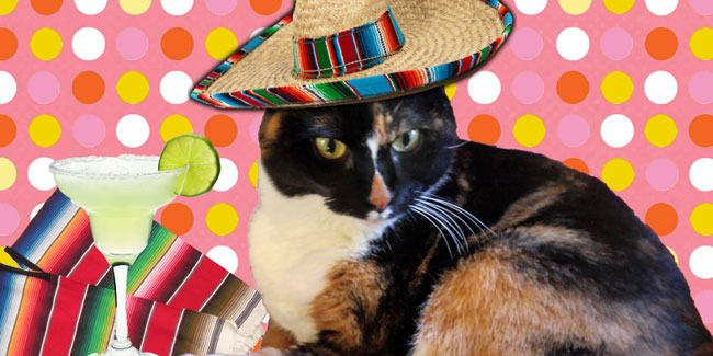 5. Mai: Cinco de Meow Tag