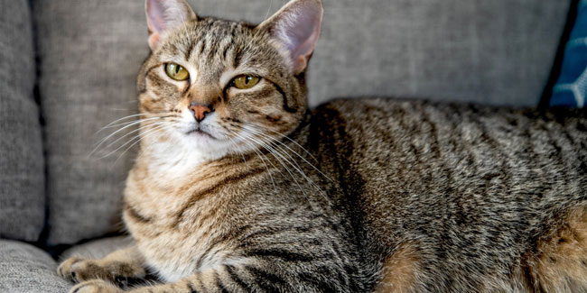 30. April: Nationaler Tabby-Tag in den USA