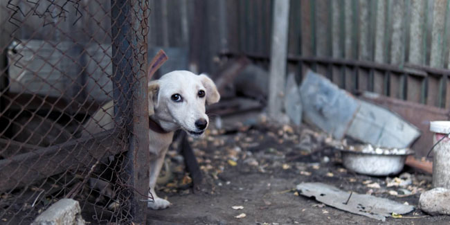 19. April: Woche zur Sensibilisierung für Tierquälerei und menschliche Gewalt in den USA