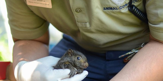 12. April: Anerkennungswoche für die Tierpflege und -kontrolle in den USA