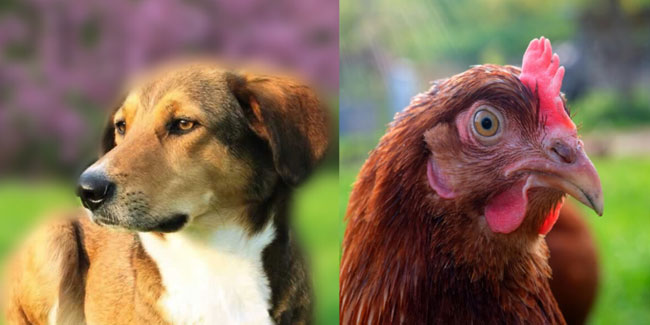 5. Juni: Welttag gegen Speziesismus