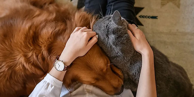 11. April: Nationaler Tag des Haustiers in den USA