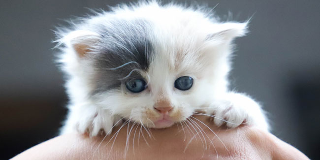 23. März: Kuscheliger Kätzchentag