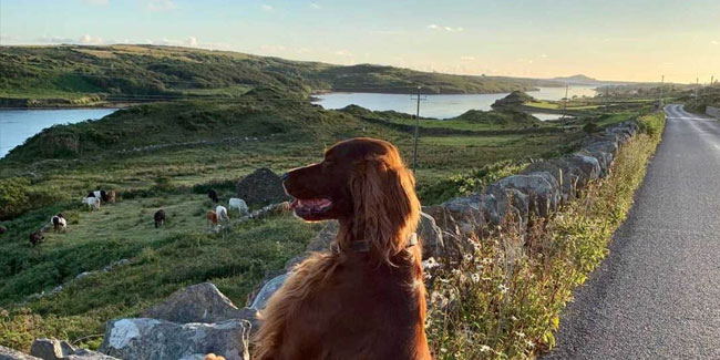 25. Juni: Tag des hundefreundlichen Irlands