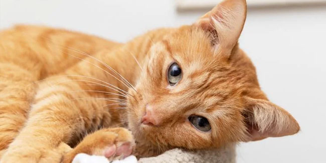 1. September - Tag der Wertschätzung der Ingwerkatze