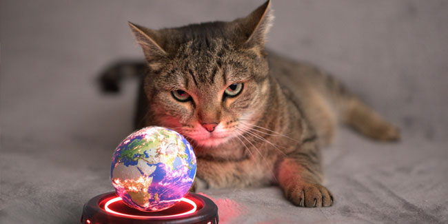 25. Juni - Weltherrschaftstag der Katze