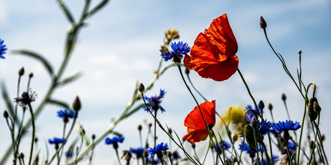 1. September: Weltgebetstag für die Bewahrung der Schöpfung