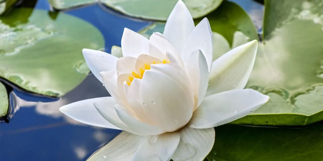 8. Mai - Tag des Weißen Lotus