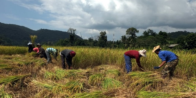 2. Februar: Nationaler Landwirtschaftstag in Thailand