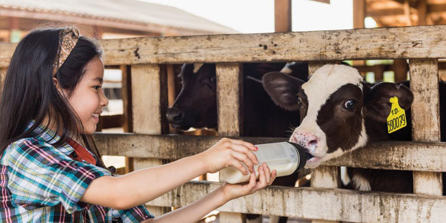 17. Januar: Nationaler Milchtag in Thailand