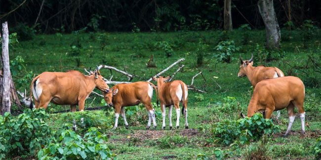9. September: Welterbetag der Naturschutzgebiete Huai Kha Khaeng – Thung Yai Naresuan