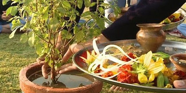 25. Dezember: Tulsi Pujan Diwas in Indien