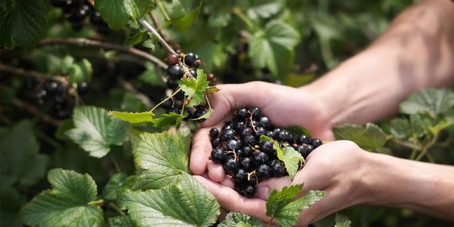 15. Juli: Tag der schwarzen Johannisbeere in Großbritannien